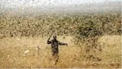 Çöl çekirgeleri kıta değiştirdi! Batı Afrika'da ikinci istila yaşanabilir Çöl çekirgeleri kıta değiştirdi! Batı Afrika'da ikinci istila yaşanabilir