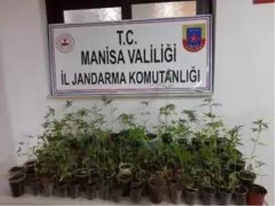 Saksılara ekili kenevirler ele geçirildi Saksılara ekili kenevirler ele geçirildi