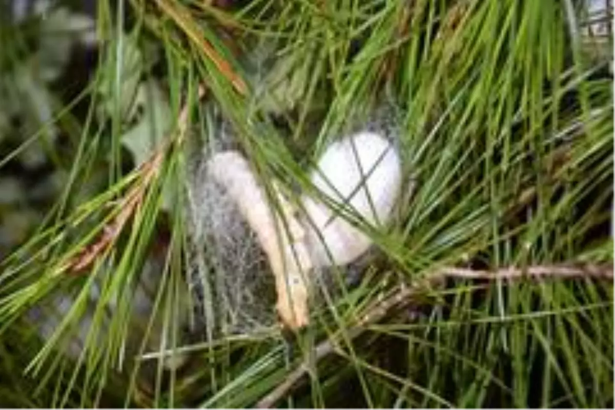 Saylak; 'Kadın elinin değdiği her iş güzelleşiyor ve büyüyor'