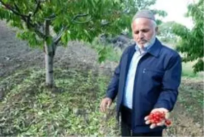 Tokat'ta dolu yağışı ekili alanları vurdu