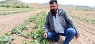 Turşuluk salatalıkta gecikme