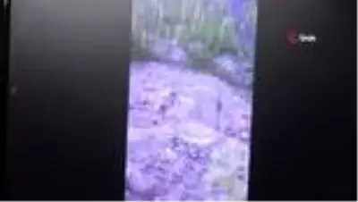 Üzerinde gezinirken yakaladığı keneyi, doğaya bıraktı Üzerinde gezinirken yakaladığı keneyi, doğaya bıraktı