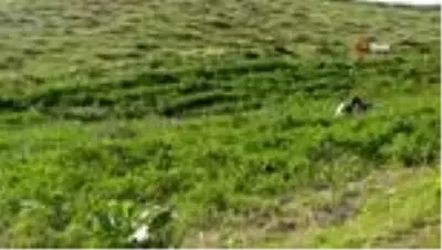 Van Gölü Havzası'ndaki kelebek türleri kayıt altına alınıyor Van Gölü Havzası'ndaki kelebek türleri kayıt altına alınıyor