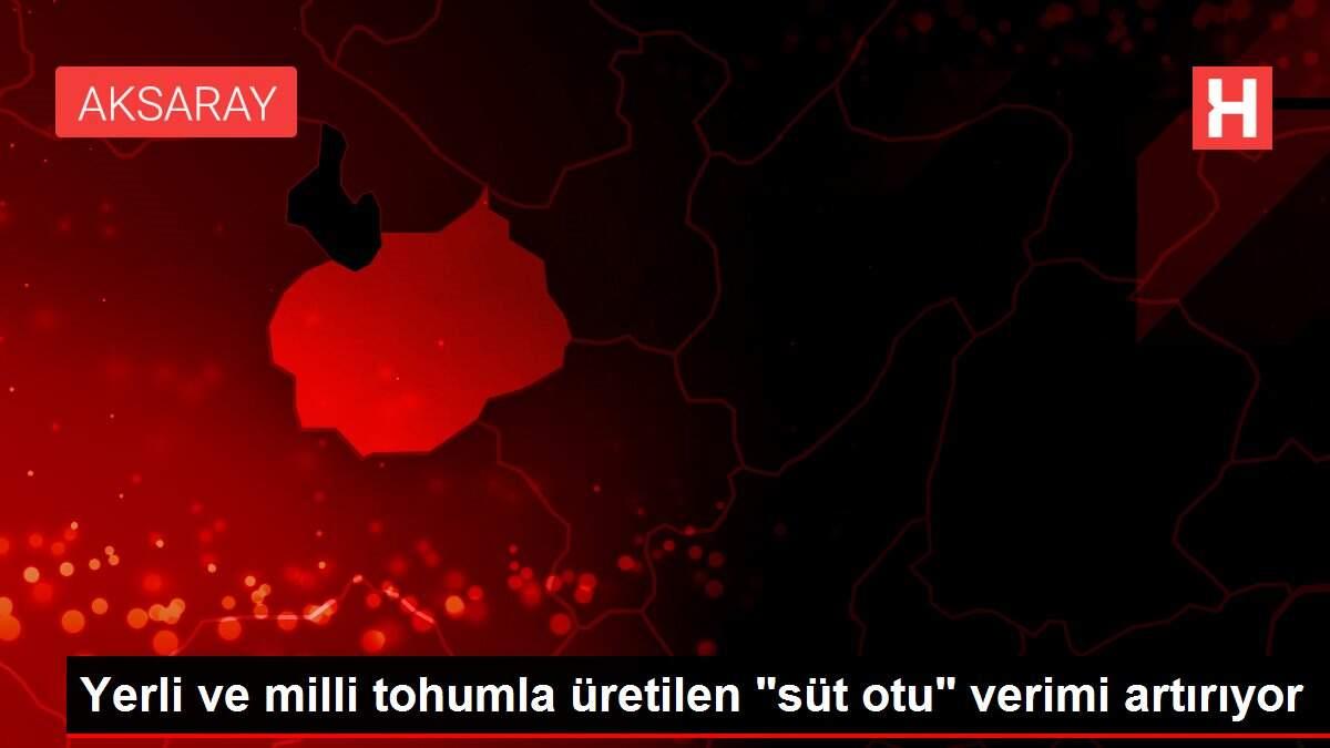 Son Dakika: Yerli ve milli tohumla üretilen 'süt otu' verimi artırıyor