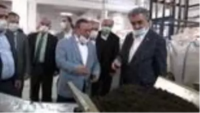 AK Parti Genel Başkan Yardımcısı Yazıcı çay fabrikasını ziyaret etti