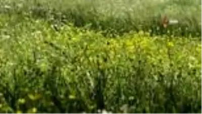 Kars'ta sarı çiçek açtı Kars'ta sarı çiçek açtı