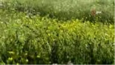Kars'ta sarı çiçek açtı Kars'ta sarı çiçek açtı