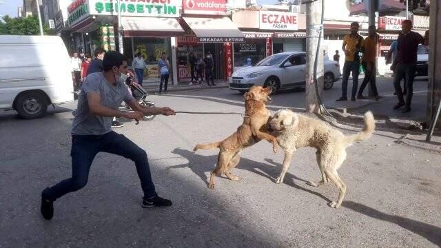 Kavga eden köpekleri herkes izlerken bir vatandaş demir çubukla ayırmaya çalıştı Kavga eden köpekleri herkes izlerken bir vatandaş demir çubukla ayırmaya çalıştı