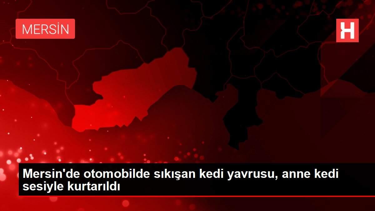 Mersin'de otomobilde sıkışan kedi yavrusu, anne kedi sesiyle kurtarıldı
