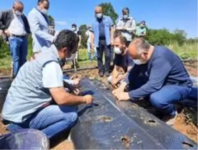 Niksar'da çilek tarımı yaygınlaşıyor Niksar'da çilek tarımı yaygınlaşıyor