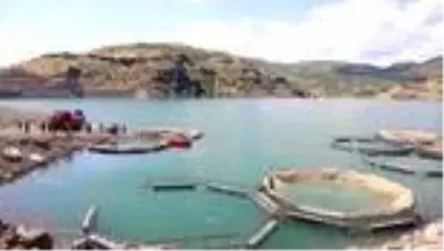 Özlüce Barajı Gölü’ndeki kafeslere 500 bin yavru alabalık bırakıldı