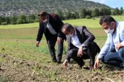 Ayvalık, Ovacık'taki tarlalarda incelemelerde bulundu