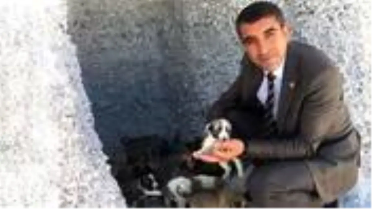 Çiftlik Belediye Başkanı Serkan Güzel, kullanılmayan araziye 65 oyuk açtırarak 'Köpek Köyü' kurdu