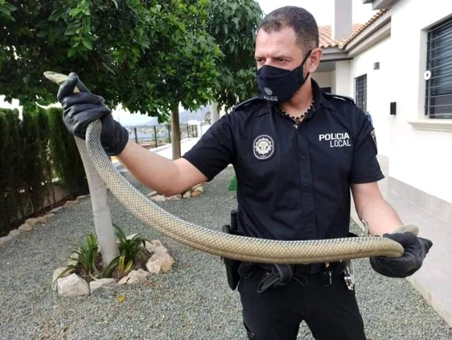 İspanya'da görülen 2 metrelik dev yılan panik yarattı