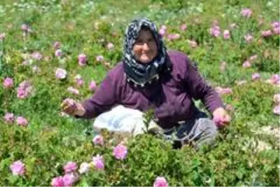 4 ton gül yaprağından 1 kilo üretilen gül yağının kilosu 46 bin liraya satılıyor