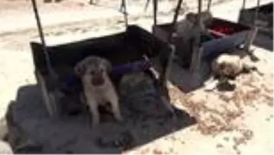 son dakika haber nigde sokak kopekleri icin daglari deldi haberler