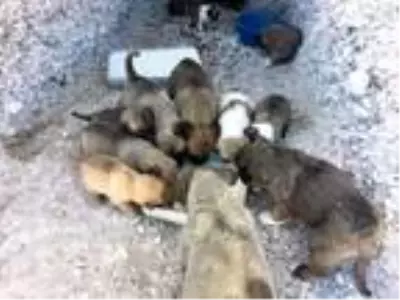 Çiftlik Belediye Başkanı Serkan Güzel, kullanılmayan araziye 65 oyuk açtırarak 'Köpek Köyü' kurdu Çiftlik Belediye Başkanı Serkan Güzel, kullanılmayan araziye 65 oyuk açtırarak 'Köpek Köyü' kurdu