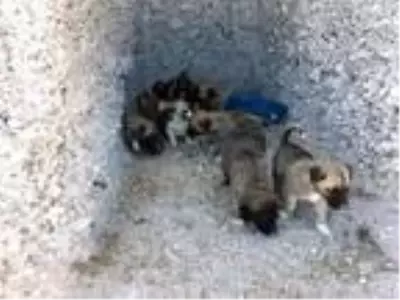 Çiftlik Belediye Başkanı Serkan Güzel, kullanılmayan araziye 65 oyuk açtırarak 'Köpek Köyü' kurdu Çiftlik Belediye Başkanı Serkan Güzel, kullanılmayan araziye 65 oyuk açtırarak 'Köpek Köyü' kurdu