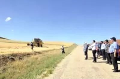 Sungurlu'da ilk arpa hasadı yapıldı Sungurlu'da ilk arpa hasadı yapıldı