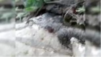 Tokat’ta,mahallede kene korkusu