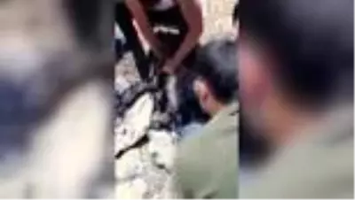 Alanya'da yol yapımı için dökülen zifte yapışan oğlak kurtarıldı Alanya'da yol yapımı için dökülen zifte yapışan oğlak kurtarıldı