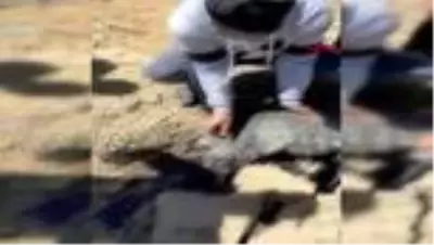 ANTALYA Zifte yapışan oğlağı vatandaşlar kurtardı ANTALYA Zifte yapışan oğlağı vatandaşlar kurtardı
