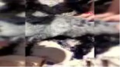 ANTALYA Zifte yapışan oğlağı vatandaşlar kurtardı ANTALYA Zifte yapışan oğlağı vatandaşlar kurtardı
