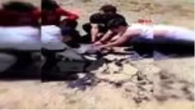 ANTALYA Zifte yapışan oğlağı vatandaşlar kurtardı ANTALYA Zifte yapışan oğlağı vatandaşlar kurtardı