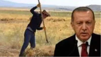 Erdoğan talimat verdi, çalışmalar tamamlandı! Çiftçiye hazineden ücretsiz arazi verilecek