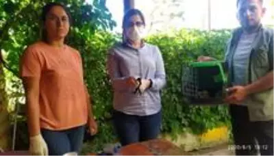 Iğdır'da yaralı kuşlar tedavi altına alındı