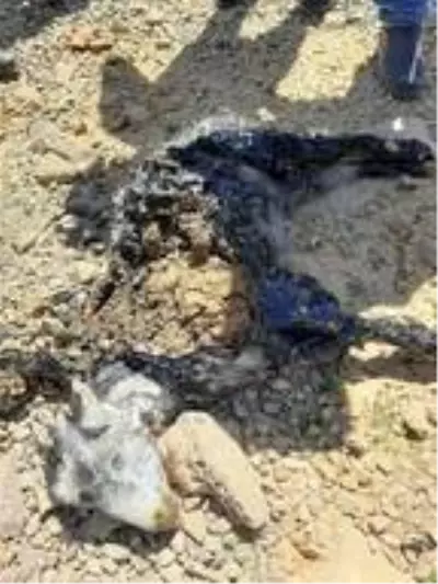 Zifte yapışan oğlağı vatandaşlar kurtardı Zifte yapışan oğlağı vatandaşlar kurtardı