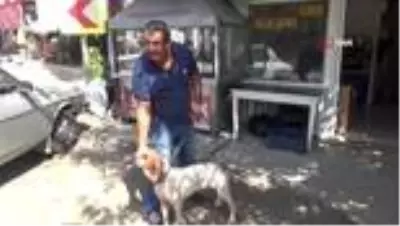 Son dakika! 10 bin lira kredi çekip yaralı köpeği tedavi ettirdi