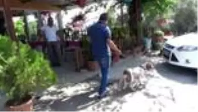 Son dakika! 10 bin lira kredi çekip yaralı köpeği tedavi ettirdi