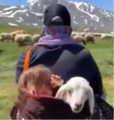 5 yaşındaki Şirin'in annesinin sırtında kuzuyla birlikte yayla yolculuğu 5 yaşındaki Şirin'in annesinin sırtında kuzuyla birlikte yayla yolculuğu