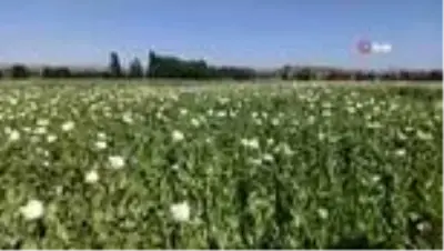 Afyonkarahisar’da beyaza bürünen haşhaş tarlaları görsel şölen oluşturdu