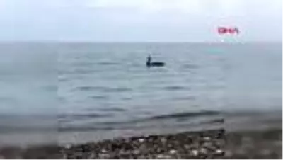 ANTALYA-Kemer sahilinde siyah kuğu görüntülendi