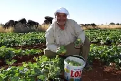 Dışı karpuz, içi kavun, tadı salatalık! Türkiye'de sadece bir ilde yetişen sebze 3 derdin devası Dışı karpuz, içi kavun, tadı salatalık! Türkiye'de sadece bir ilde yetişen sebze 3 derdin devası