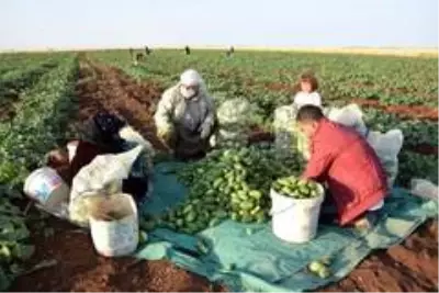 Dışı karpuz, içi kavun, tadı salatalık! Türkiye'de sadece bir ilde yetişen sebze 3 derdin devası Dışı karpuz, içi kavun, tadı salatalık! Türkiye'de sadece bir ilde yetişen sebze 3 derdin devası