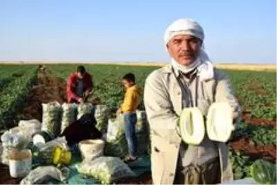 Dışı karpuz, içi kavun, tadı salatalık! Türkiye'de sadece bir ilde yetişen sebze 3 derdin devası Dışı karpuz, içi kavun, tadı salatalık! Türkiye'de sadece bir ilde yetişen sebze 3 derdin devası