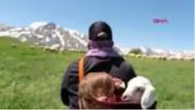 Erzincan'da yaz ayları ile birlikte yaylalar şenlendi Erzincan'da yaz ayları ile birlikte yaylalar şenlendi
