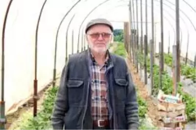 Hobi olarak başladı, şimdi yılda 4 ton ton çilek üretiyor Hobi olarak başladı, şimdi yılda 4 ton ton çilek üretiyor