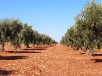 Kilis zeytinyağına altın madalya Kilis zeytinyağına altın madalya