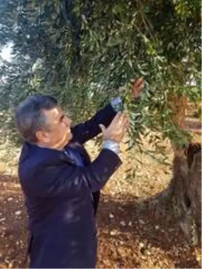 Kilis zeytinyağına altın madalya Kilis zeytinyağına altın madalya