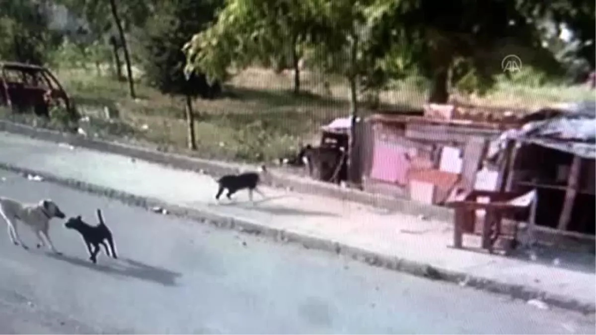 Köpeği başka köpeklerin saldırısı sonucu ölen iş yeri sahibi şikayetçi