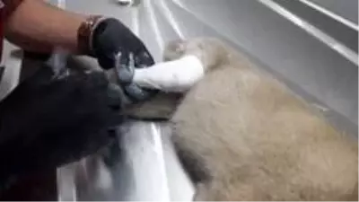 Otomobilin çarptığı yavru köpeğe hayırsever vatandaşlar sahip çıktı