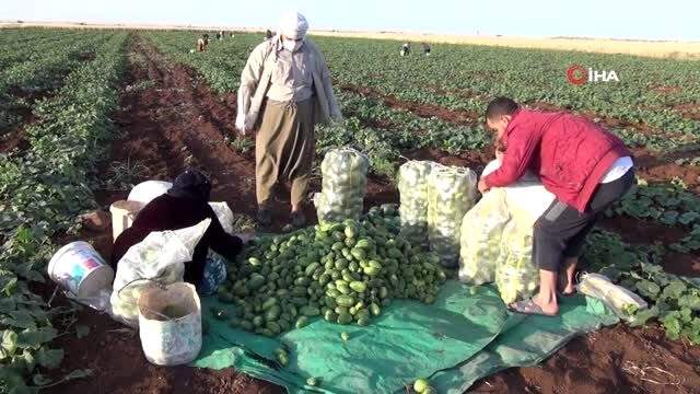 Şanlıurfa'ya özgü şelengo meyvesinin hasadı başladı!