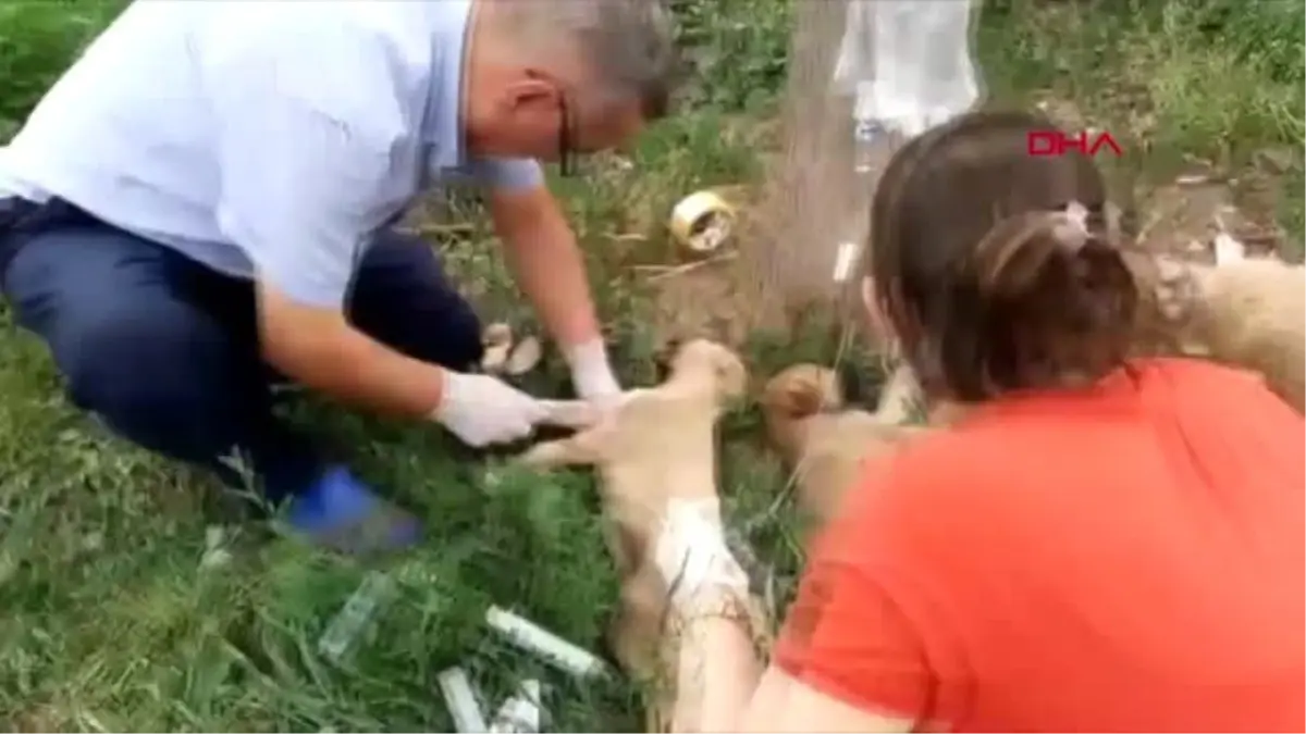 Son dakika&hellip; Tokat�ta 5 yavru köpek ölmek üzereyken bulundu Haber