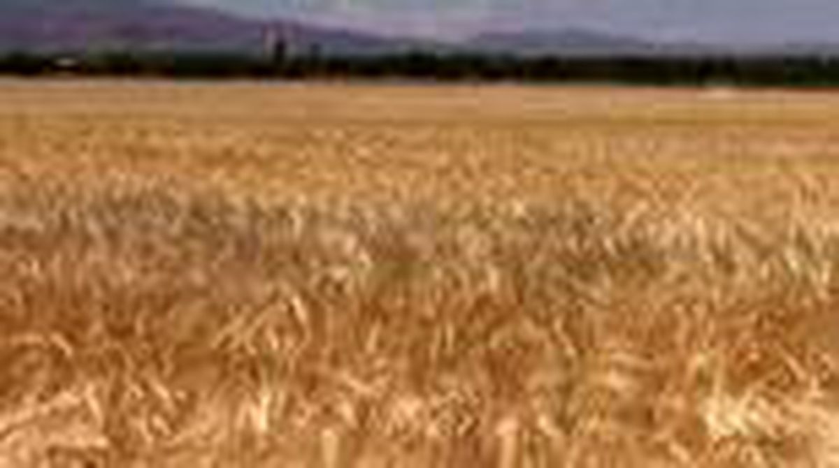 Yerli arpa çeşitlerinden beklenen verim alındı