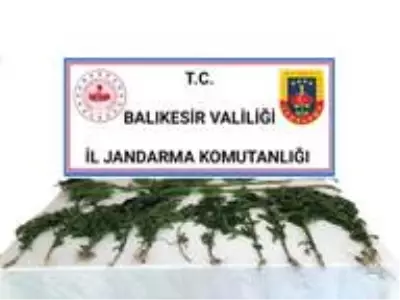 Altıeylül'de jandarmadan kenevir operasyonu