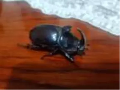 Balkonunda gergedan böceği buldu Balkonunda gergedan böceği buldu